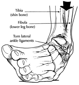 ankle diagram