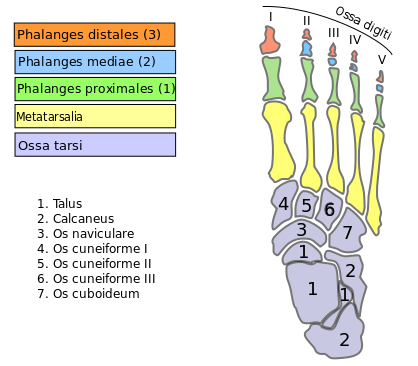 Forefoot