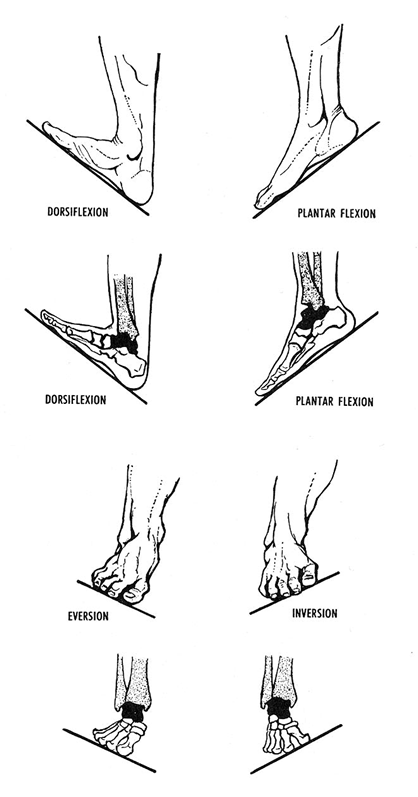 Human Foot